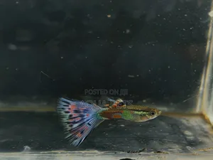 Different Color of GUPPYS