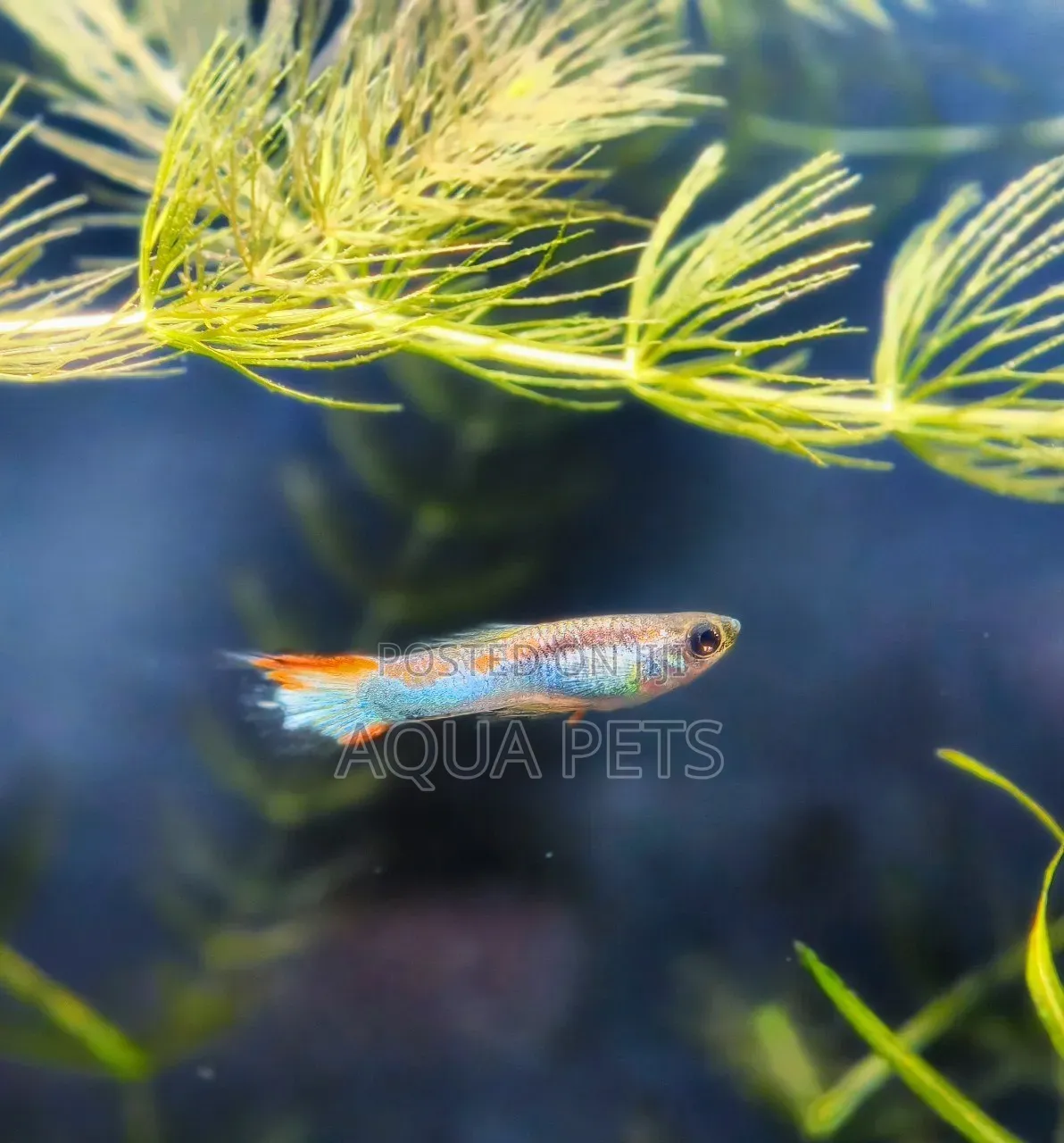 Endler Livebearer MOQ 5
