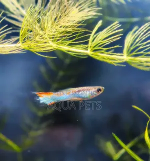 Endler Livebearer MOQ 5