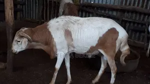 በግ (Sheep)