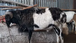 በግ (Sheep)