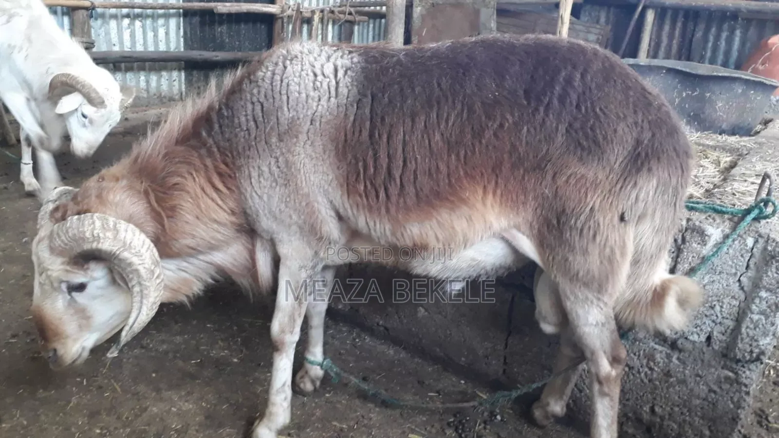 በግ (Sheep)