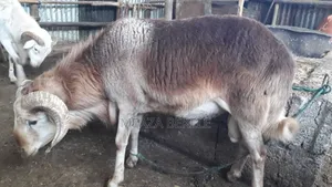 በግ (Sheep)