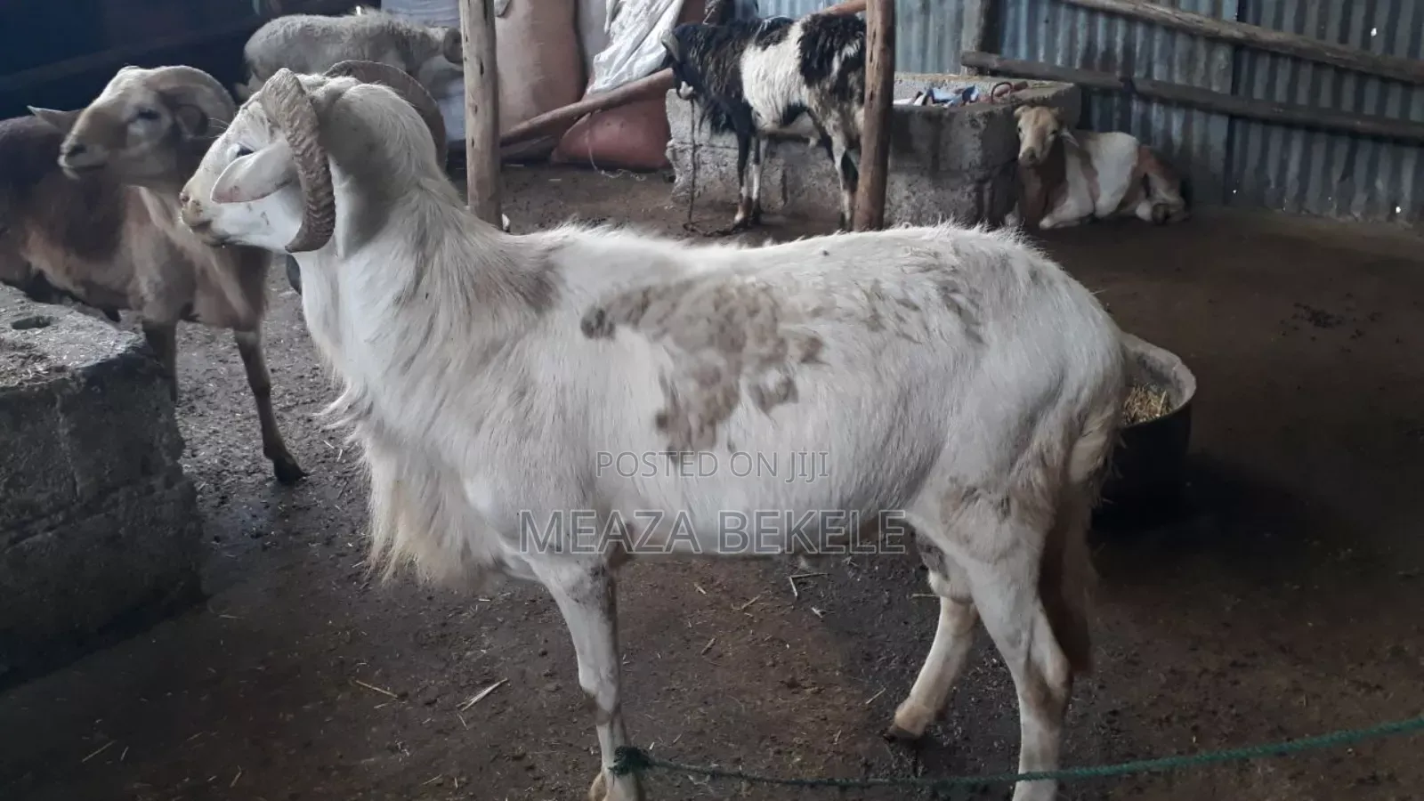 በግ (Sheep)