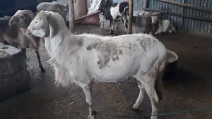 በግ (Sheep)