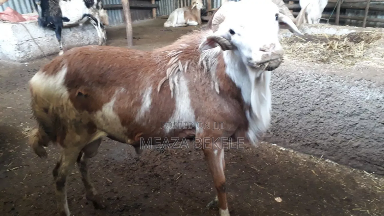 በግ (Sheep)