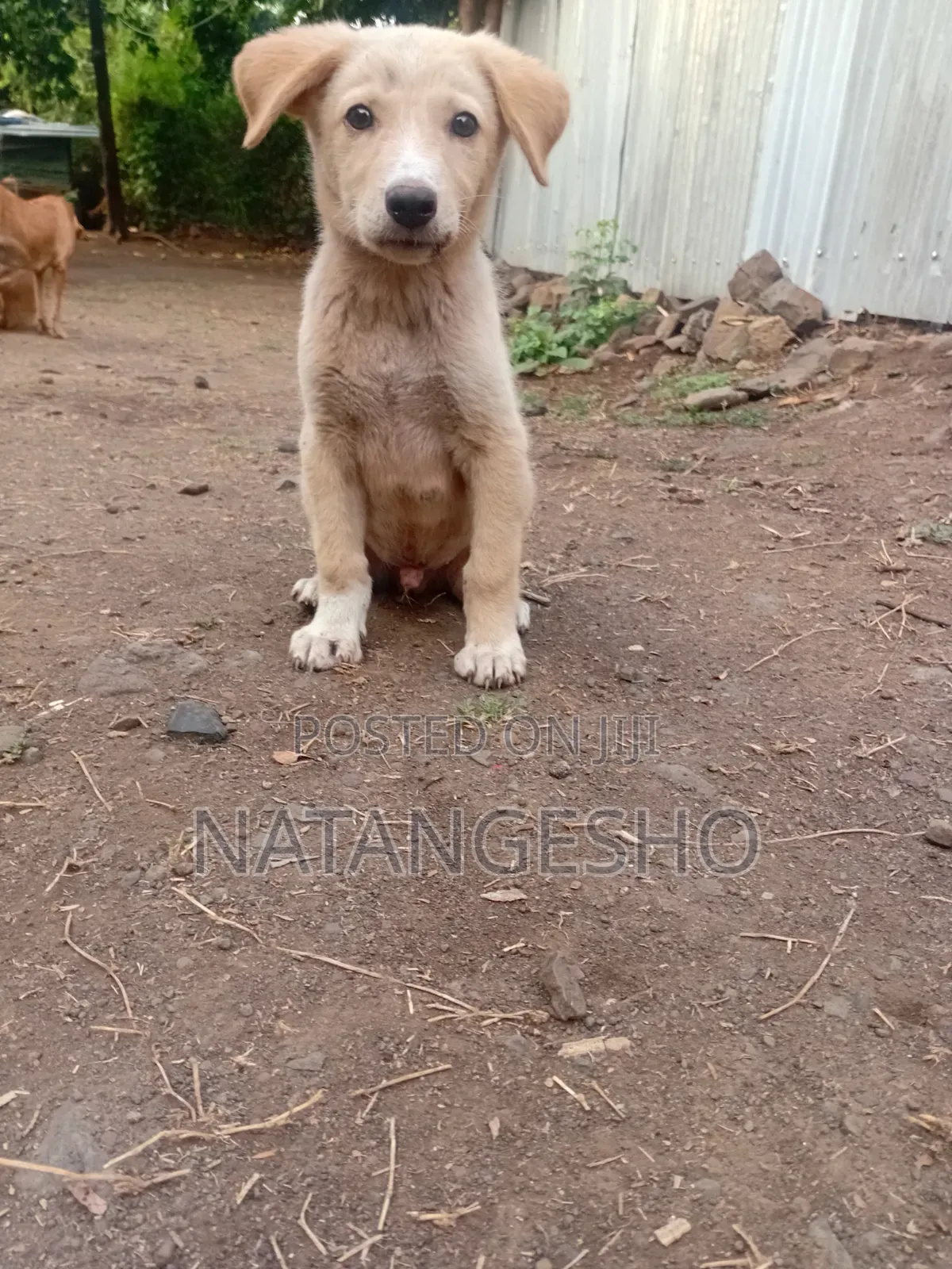 1-3 months Male Mixed Breed Labradoodle