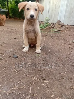 1-3 months Male Mixed Breed Labradoodle