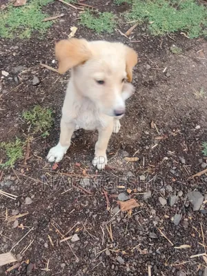 1-3 months Male Mixed Breed Labradoodle