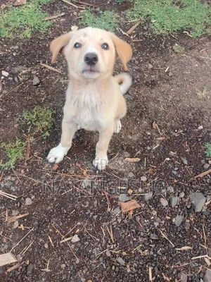 1-3 months Male Mixed Breed Labradoodle