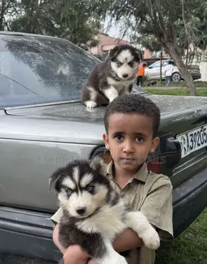 1-3 months Male Purebred Siberian Husky