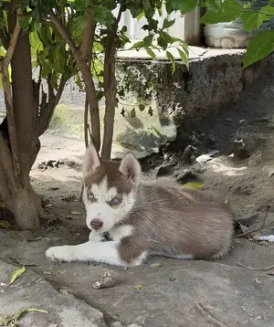 1-3 months Male Purebred Siberian Husky