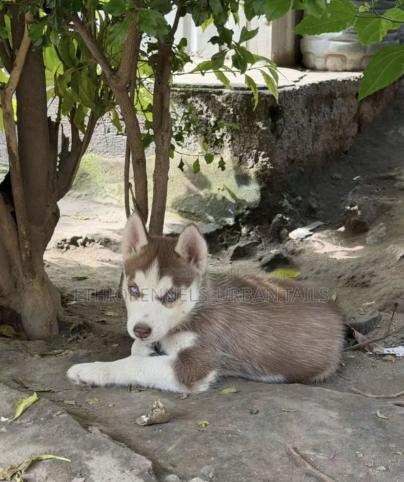 1-3 months Male Purebred Siberian Husky