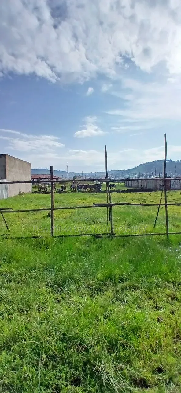 500 M2 LandPlots ForSale at Sheger Legetafo Area