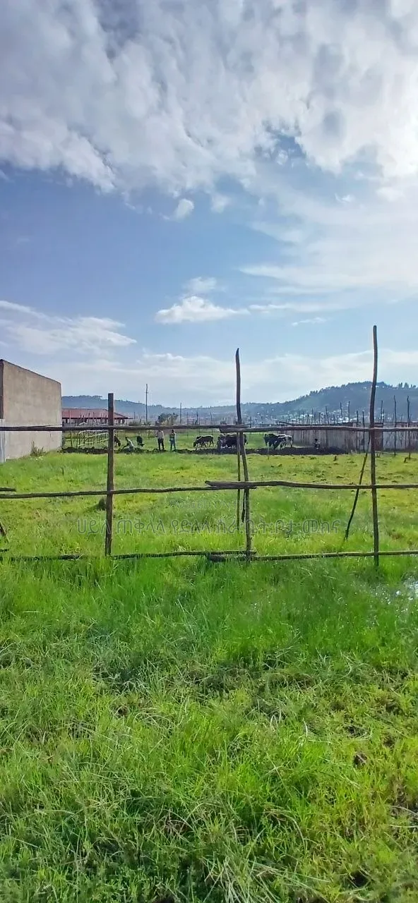 500 M2 LandPlots ForSale at Sheger Legetafo Area