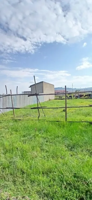 500 M2 LandPlots ForSale at Sheger Legetafo Area