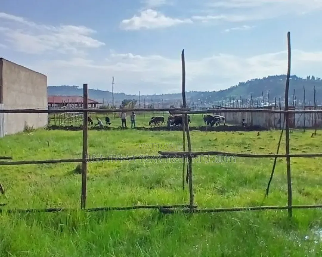 500 M2 LandPlots ForSale at Sheger Legetafo Area