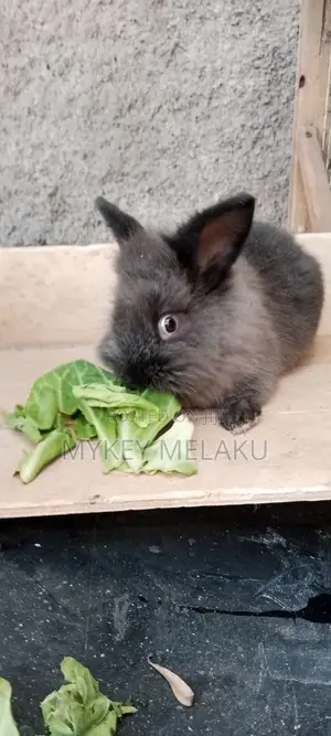 የሳሎን ጥንቸሎች/ Pet Bunnies for Sale