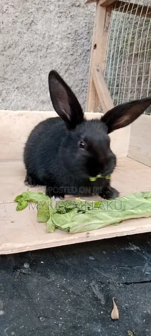 የሳሎን ጥንቸሎች/ Pet Bunnies for Sale