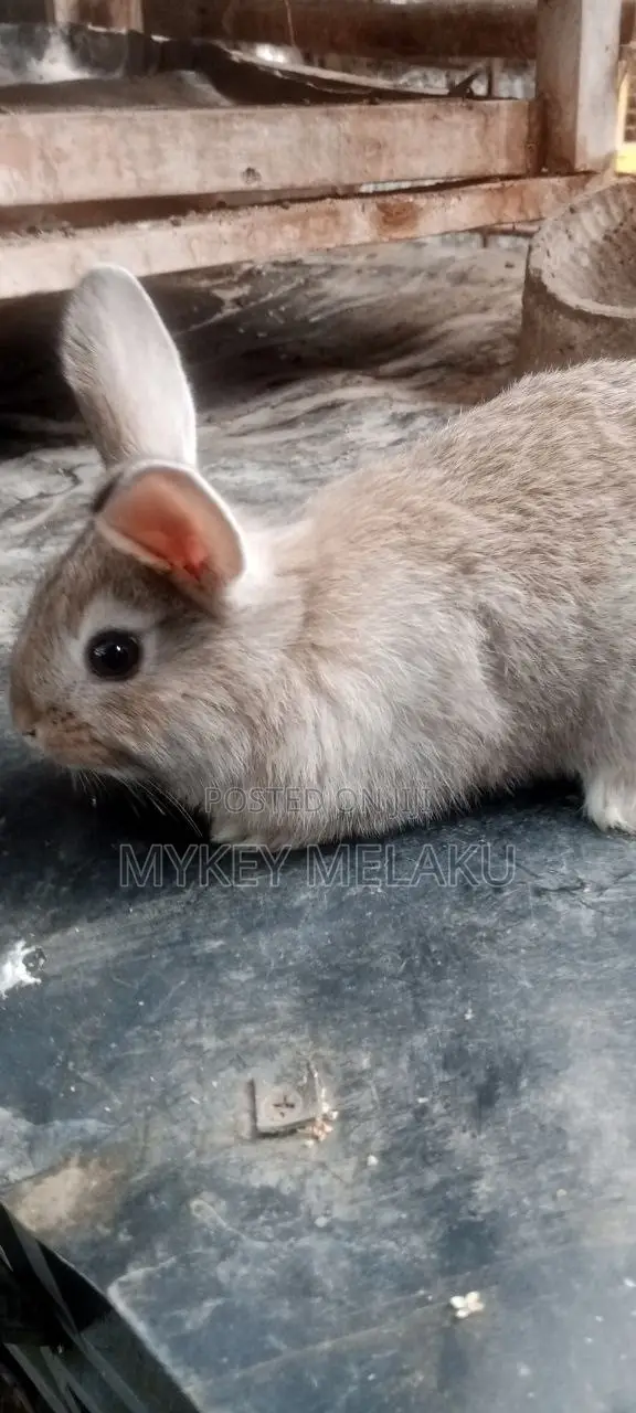 የሳሎን ጥንቸሎች/ Pet Bunnies for Sale