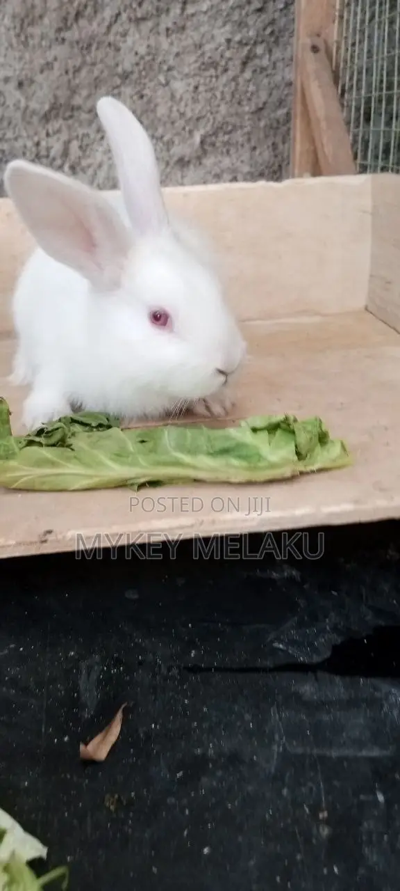 የሳሎን ጥንቸሎች/ Pet Bunnies for Sale