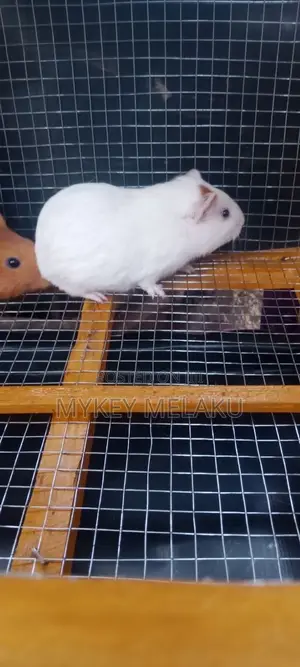 American Guinea Pigs/ ለማዳ አይጦች