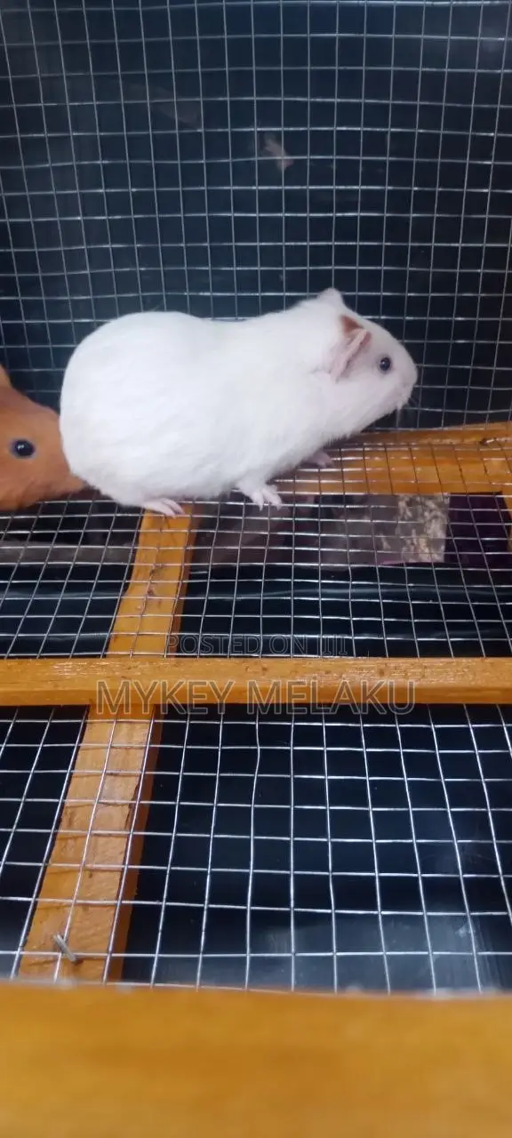 American Guinea Pigs/ ለማዳ አይጦች