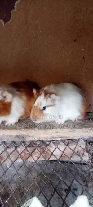 American Guinea Pigs/ ለማዳ አይጦች