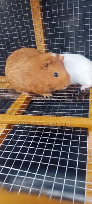 American Guinea Pigs/ ለማዳ አይጦች