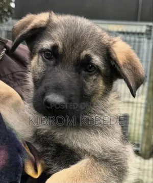 1-3 months Male Purebred German Shepherd