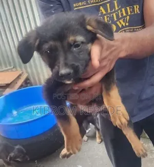1-3 months Male Purebred German Shepherd
