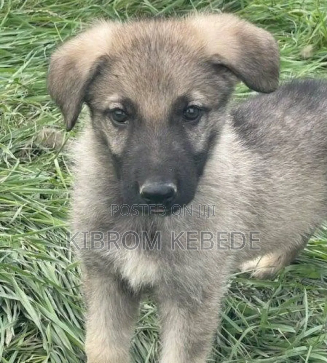 1-3 months Male Purebred German Shepherd