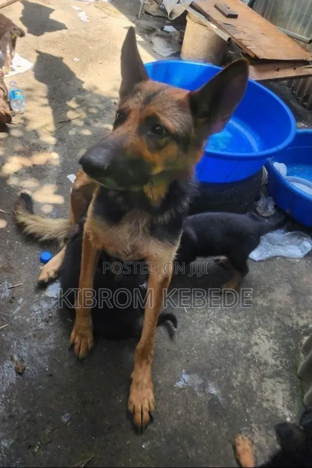 1-3 months Male Purebred German Shepherd