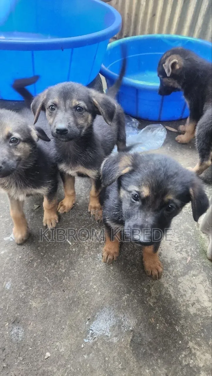 1-3 months Male Purebred German Shepherd