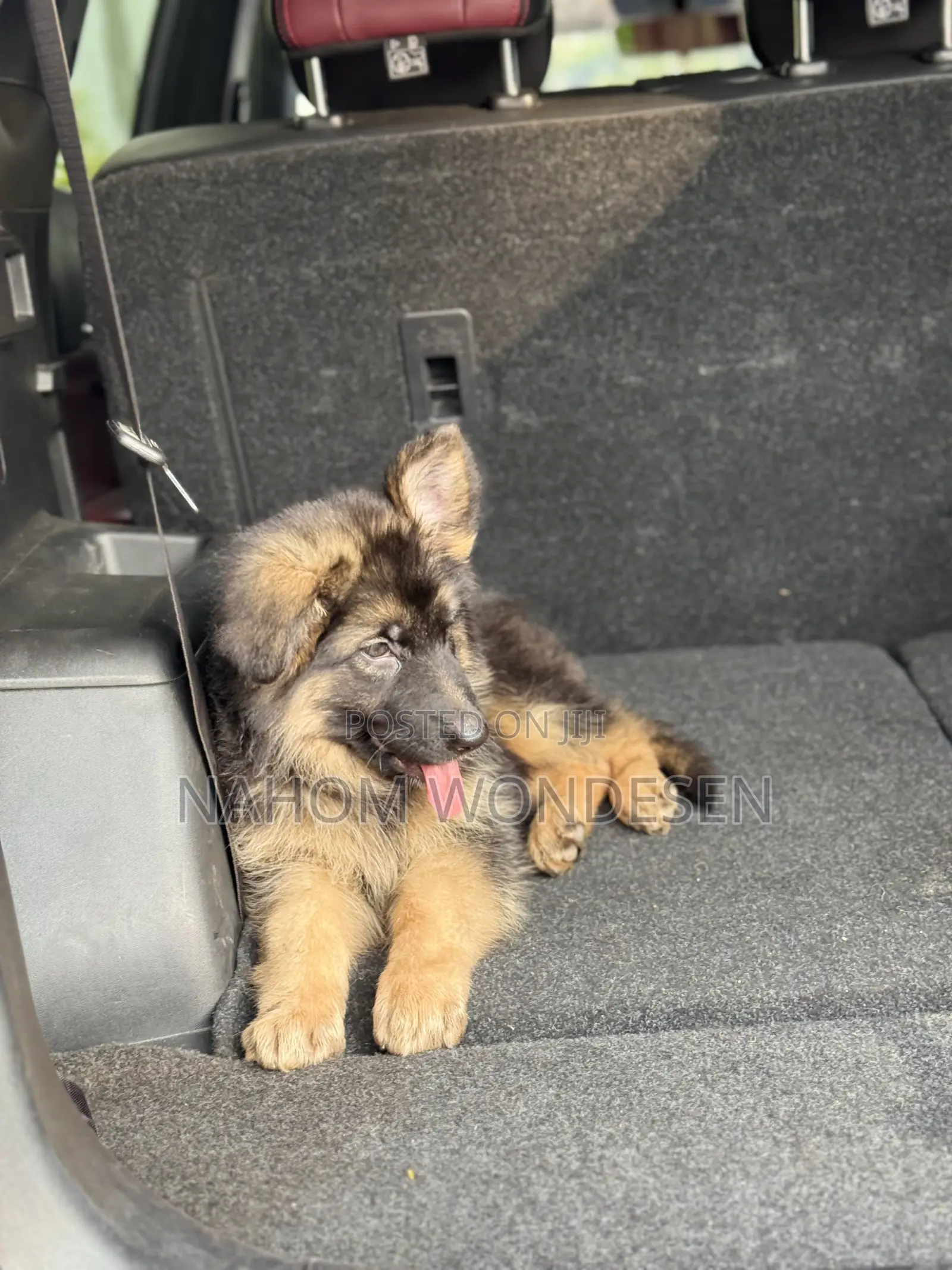 1-3 months Female Purebred German Shepherd