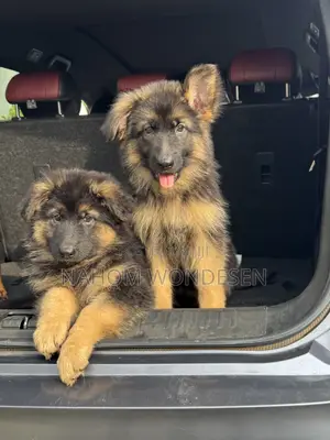 1-3 months Female Purebred German Shepherd