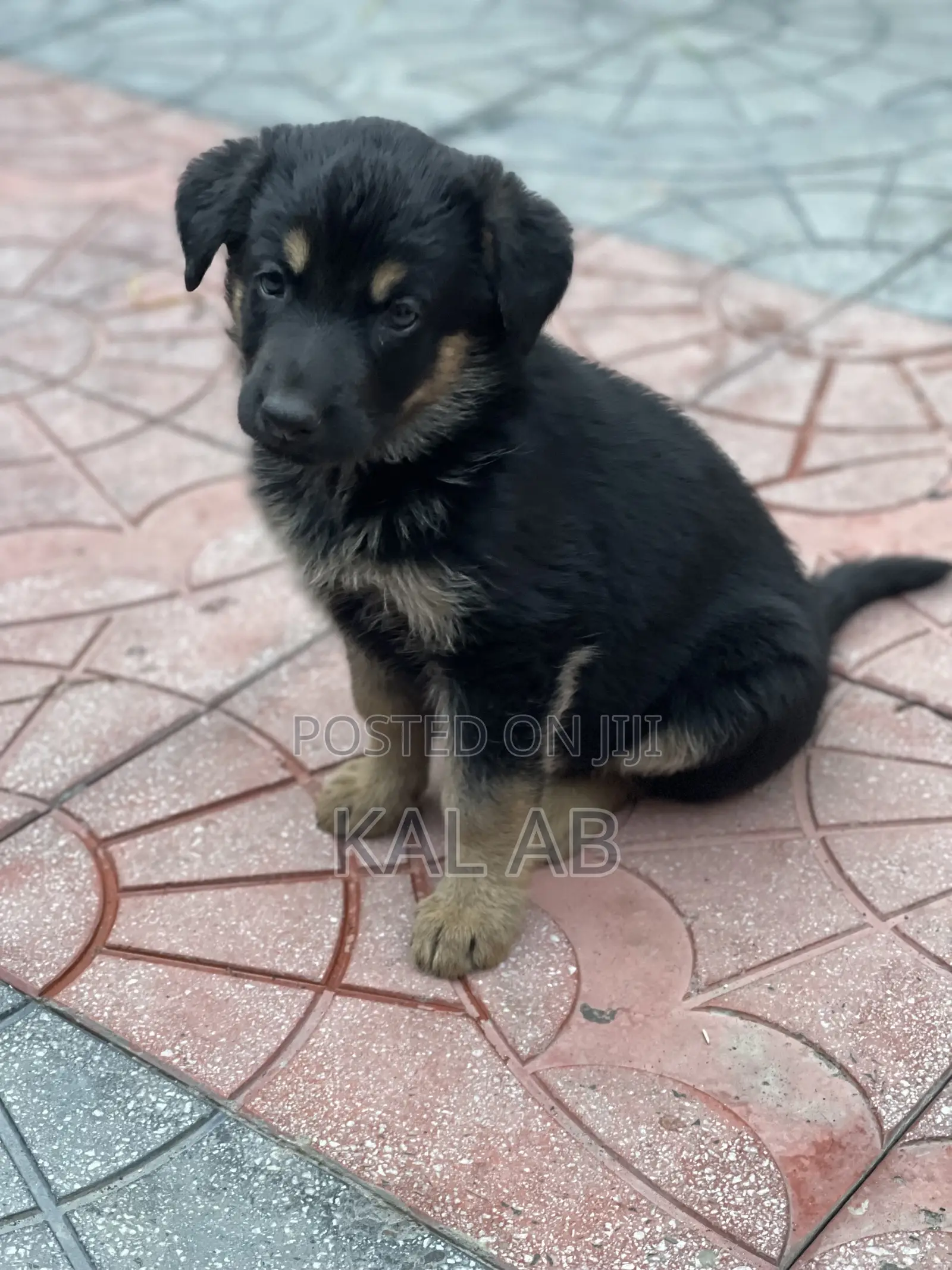 1-3 months Male Purebred German Shepherd