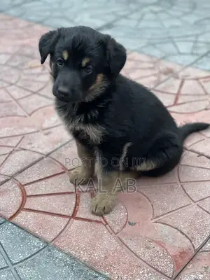 1-3 months Male Purebred German Shepherd