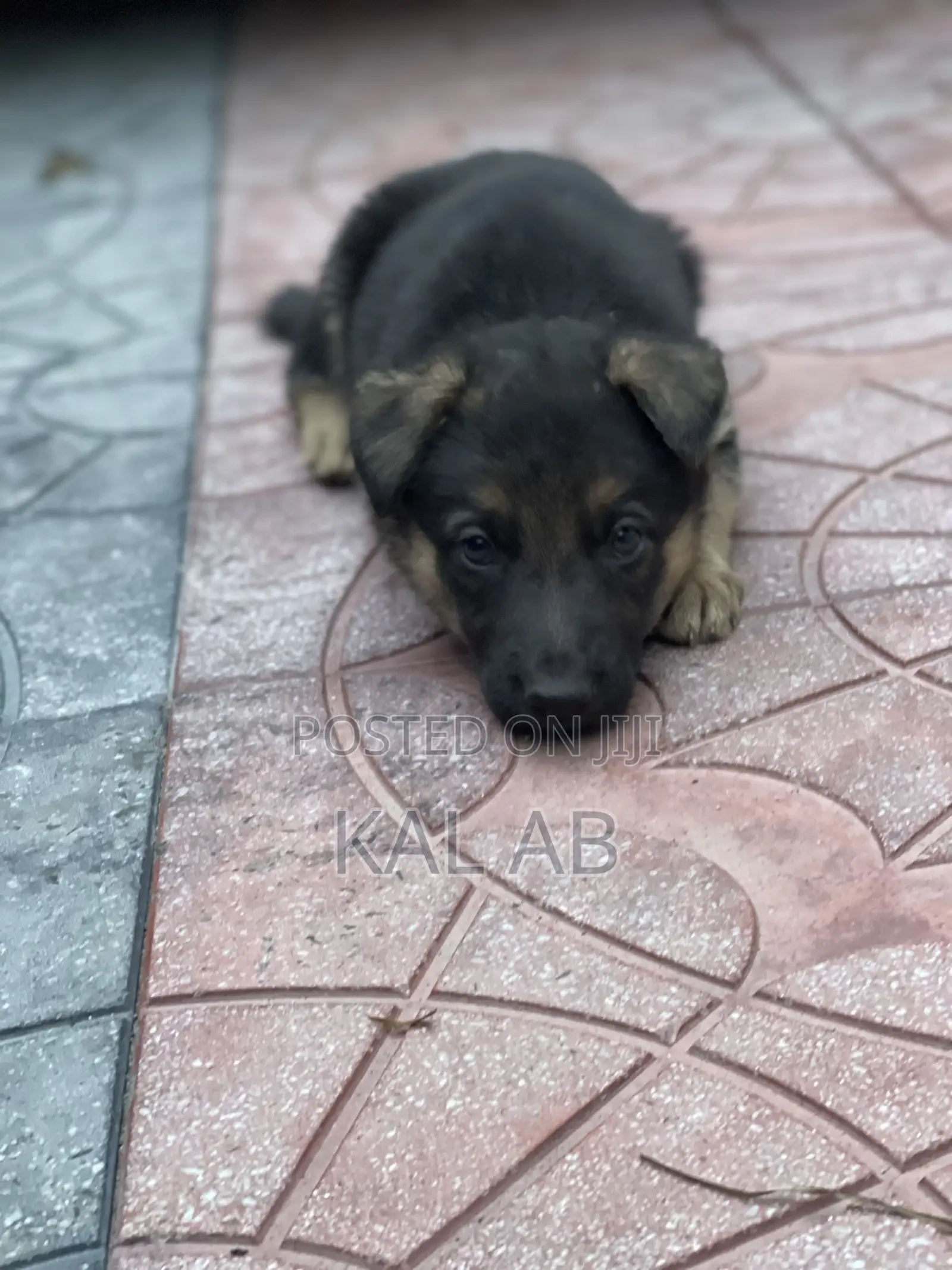 1-3 months Male Purebred German Shepherd
