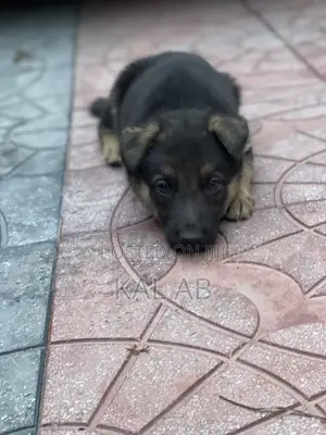 1-3 months Male Purebred German Shepherd