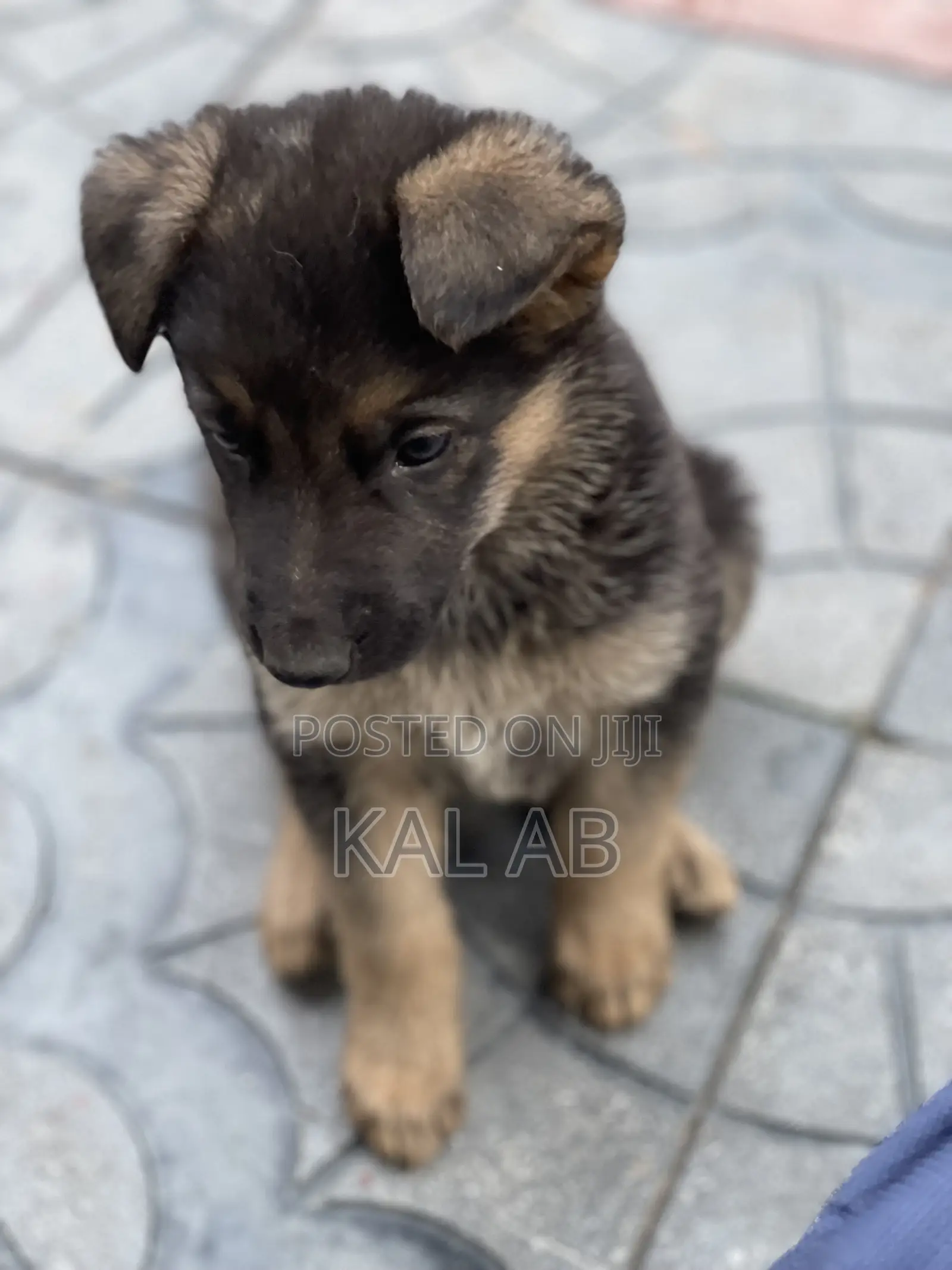 1-3 months Male Purebred German Shepherd