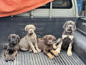 1-3 months Male Purebred Bullmastiff