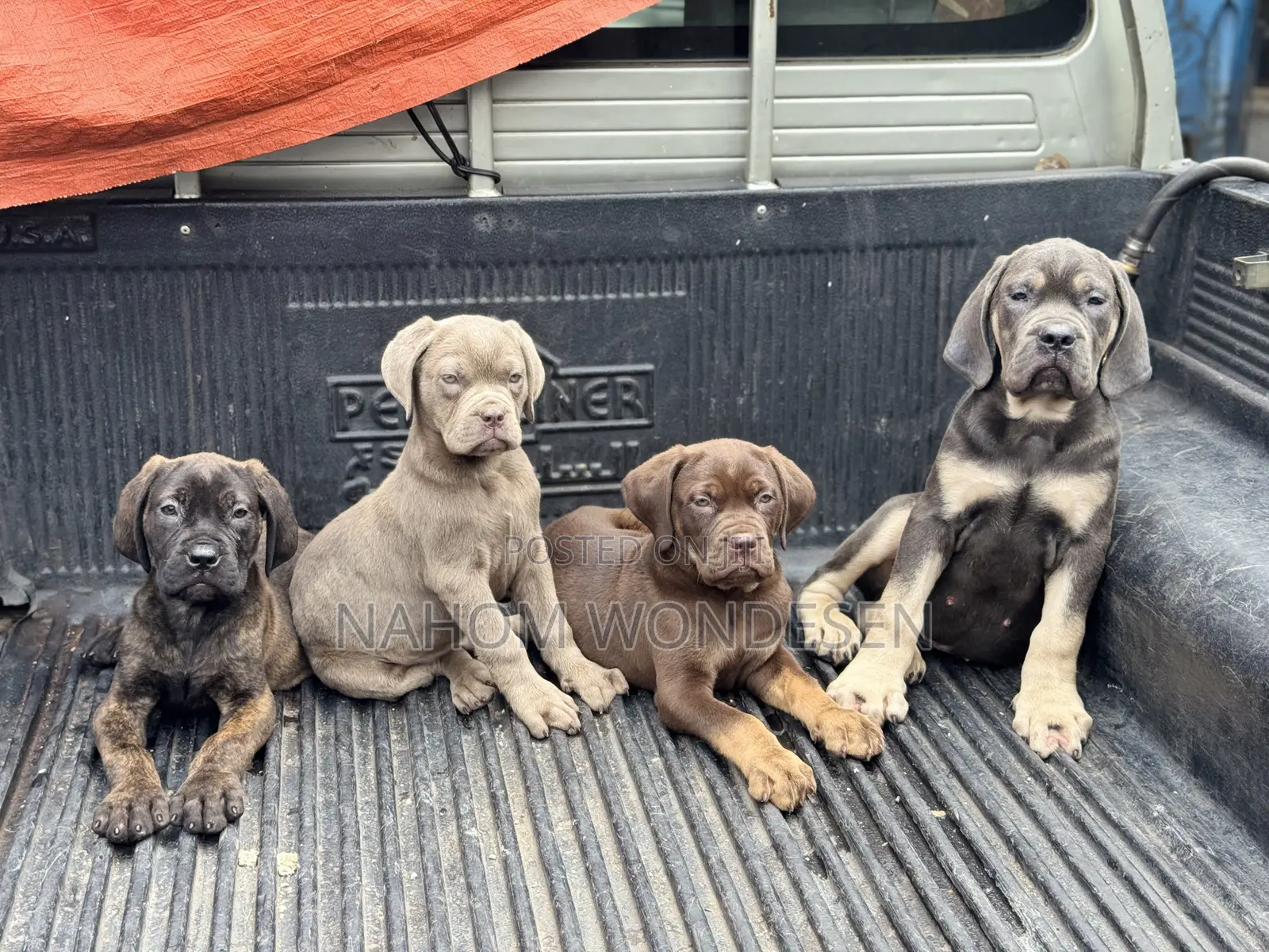 1-3 months Male Purebred Bullmastiff