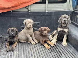 1-3 months Male Purebred Bullmastiff