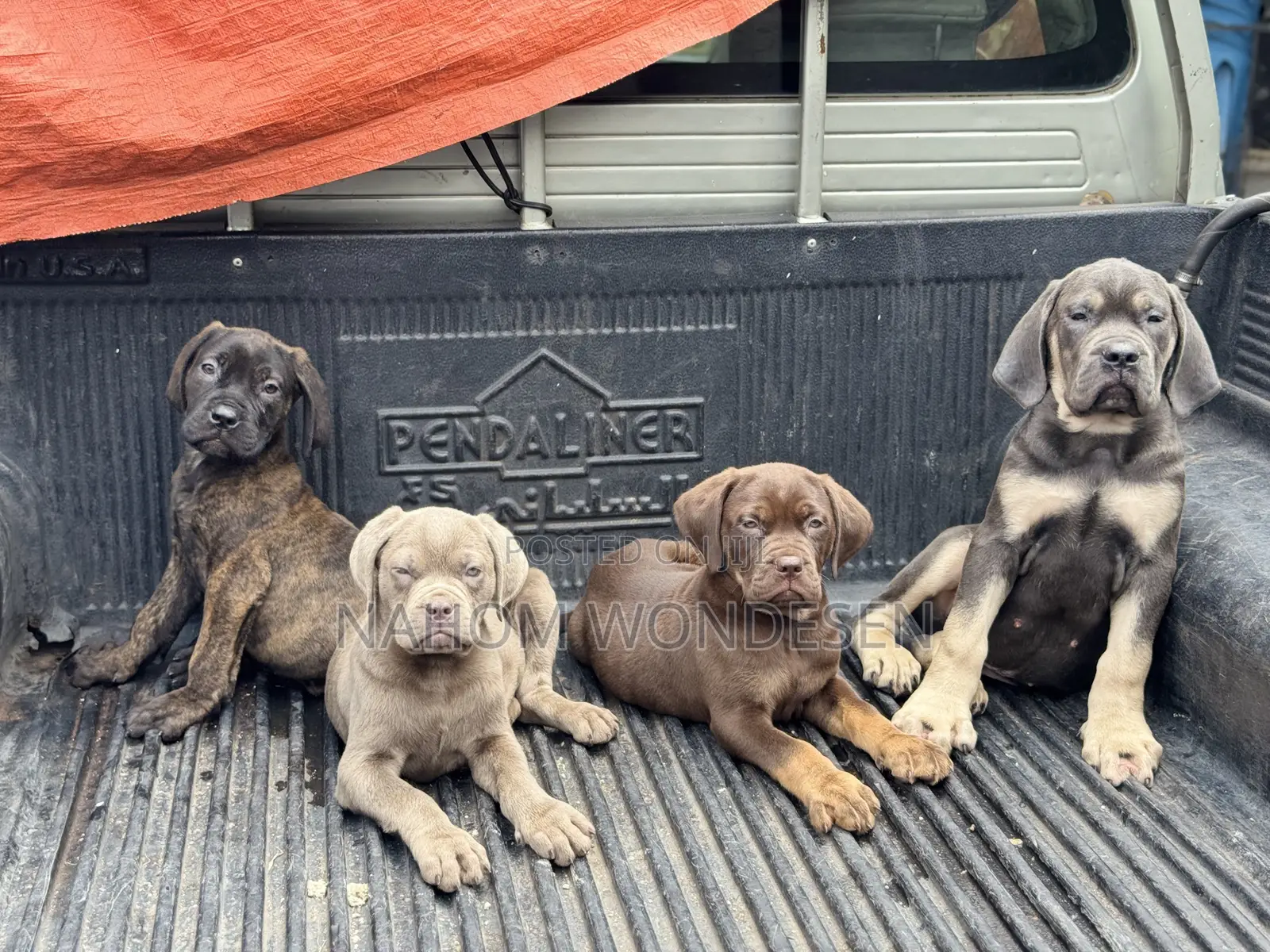1-3 months Male Purebred Bullmastiff