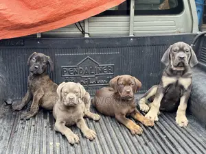 1-3 months Male Purebred Bullmastiff
