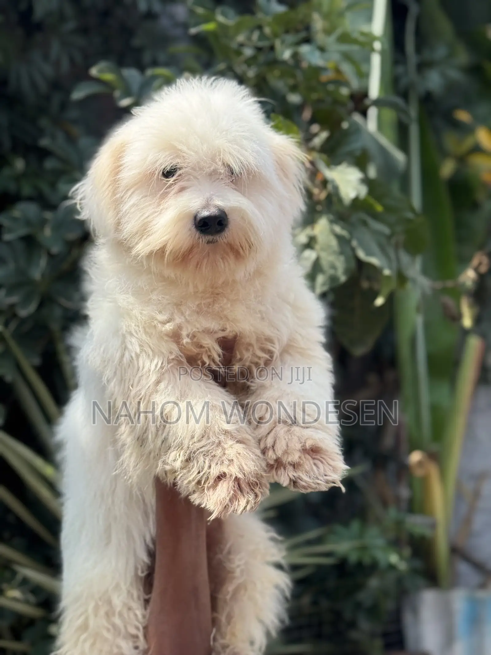 3-6 months Male Purebred Maltese