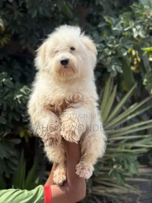 3-6 months Male Purebred Maltese