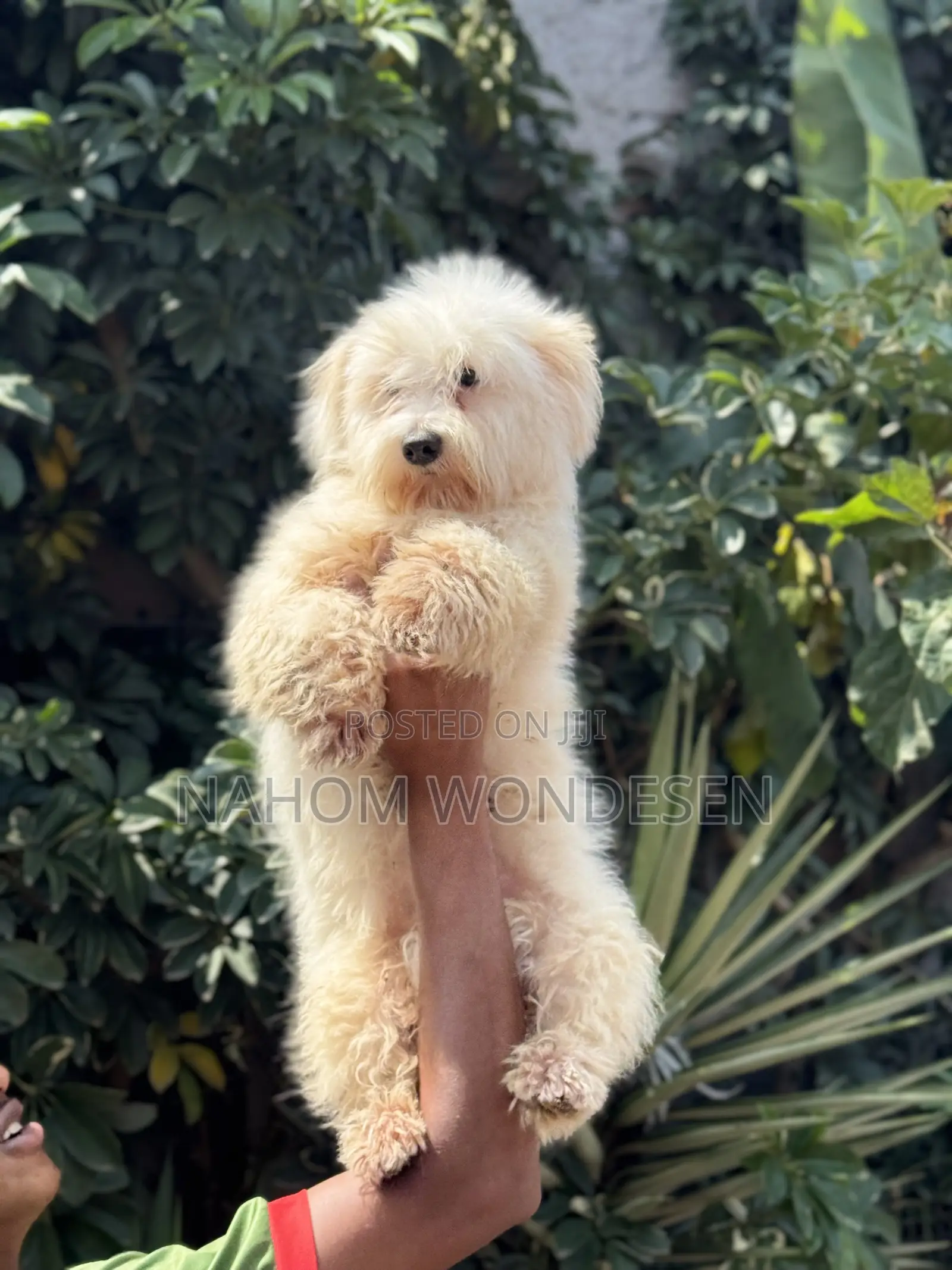 3-6 months Male Purebred Maltese