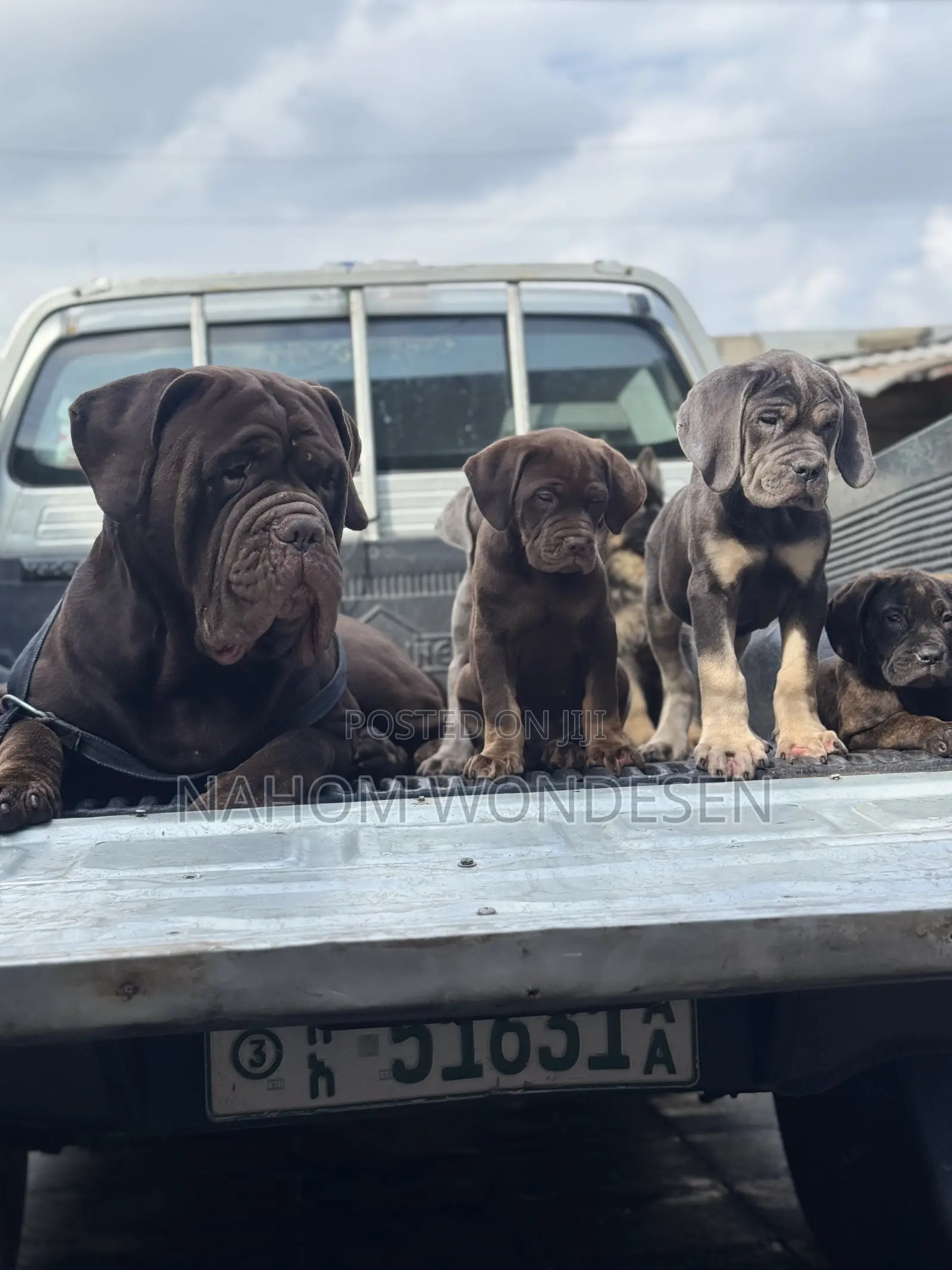 1-3 months Male Purebred Bullmastiff